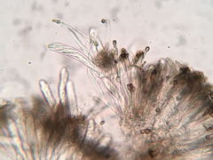 Durella melanochlora