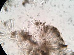 Durella melanochlora