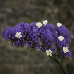 Limonium sinuatum
