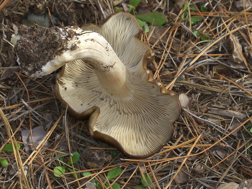 Fried Chicken Mushroom
