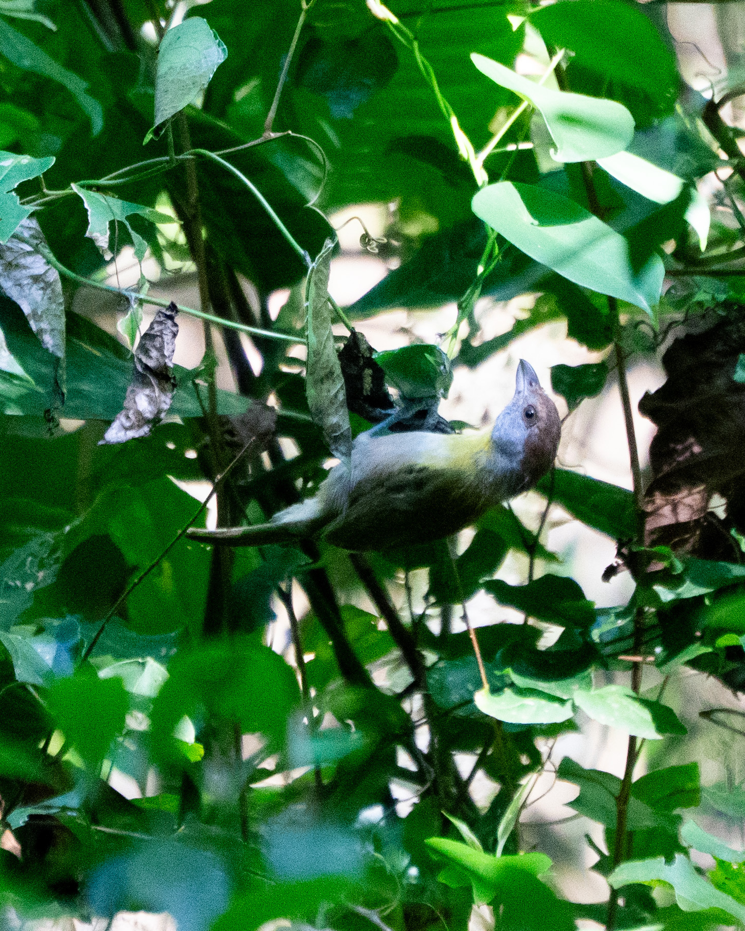 Rufous-browed Peppershrike (Cyclarhis gujanensis)
