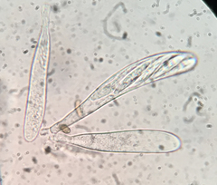 Durella melanochlora