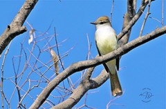 Myiarchus cinerascens