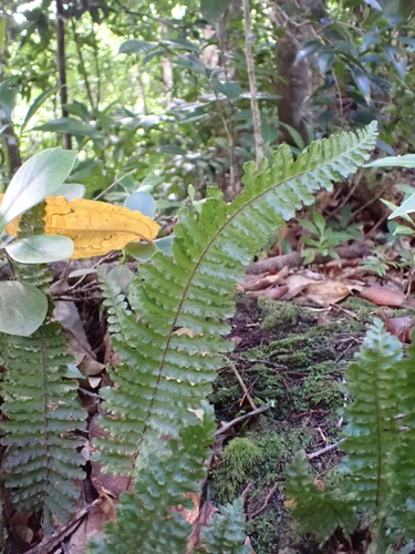 Trichomanes crispum observed 2025-12-24