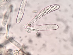 Durella melanochlora