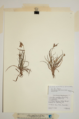 Luzula multiflora multiflora