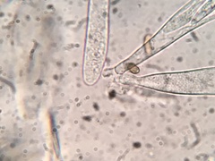 Durella melanochlora