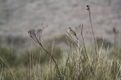 Xenospiza baileyi