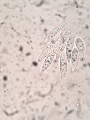 Durella melanochlora