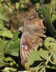 Polygonus leo arizonensis