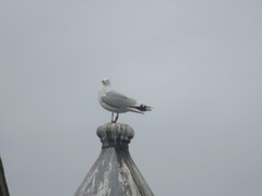 Larus argentatus