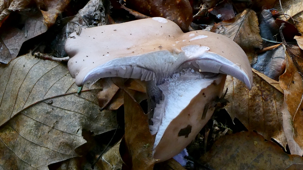 Collybia nuda · December 2025 · photo: © patricklm35 (iNaturalist, cc0)
