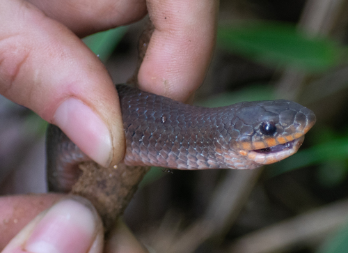Degenhardt's Scorpion-eating Snake
