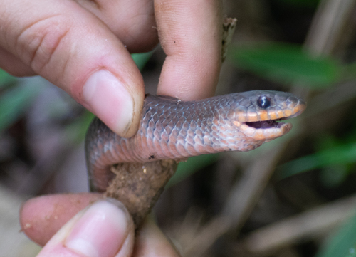 Degenhardt's Scorpion-eating Snake