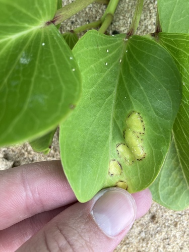 Albugo ipomoeae-pes-caprae observed 2025-12-25