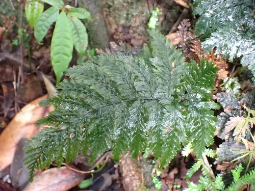 Abrodictyum rigidum observed 2025-12-24