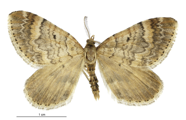 Asaphodes dionysias
