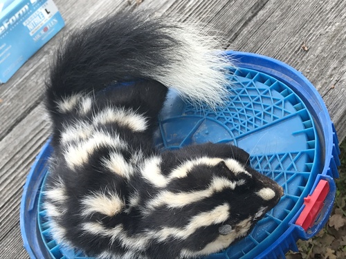 Western Spotted Skunk