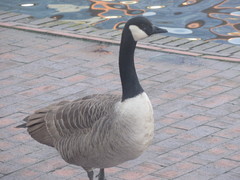 Branta canadensis