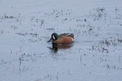 Spatula clypeata × cyanoptera