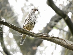 Turdus viscivorus