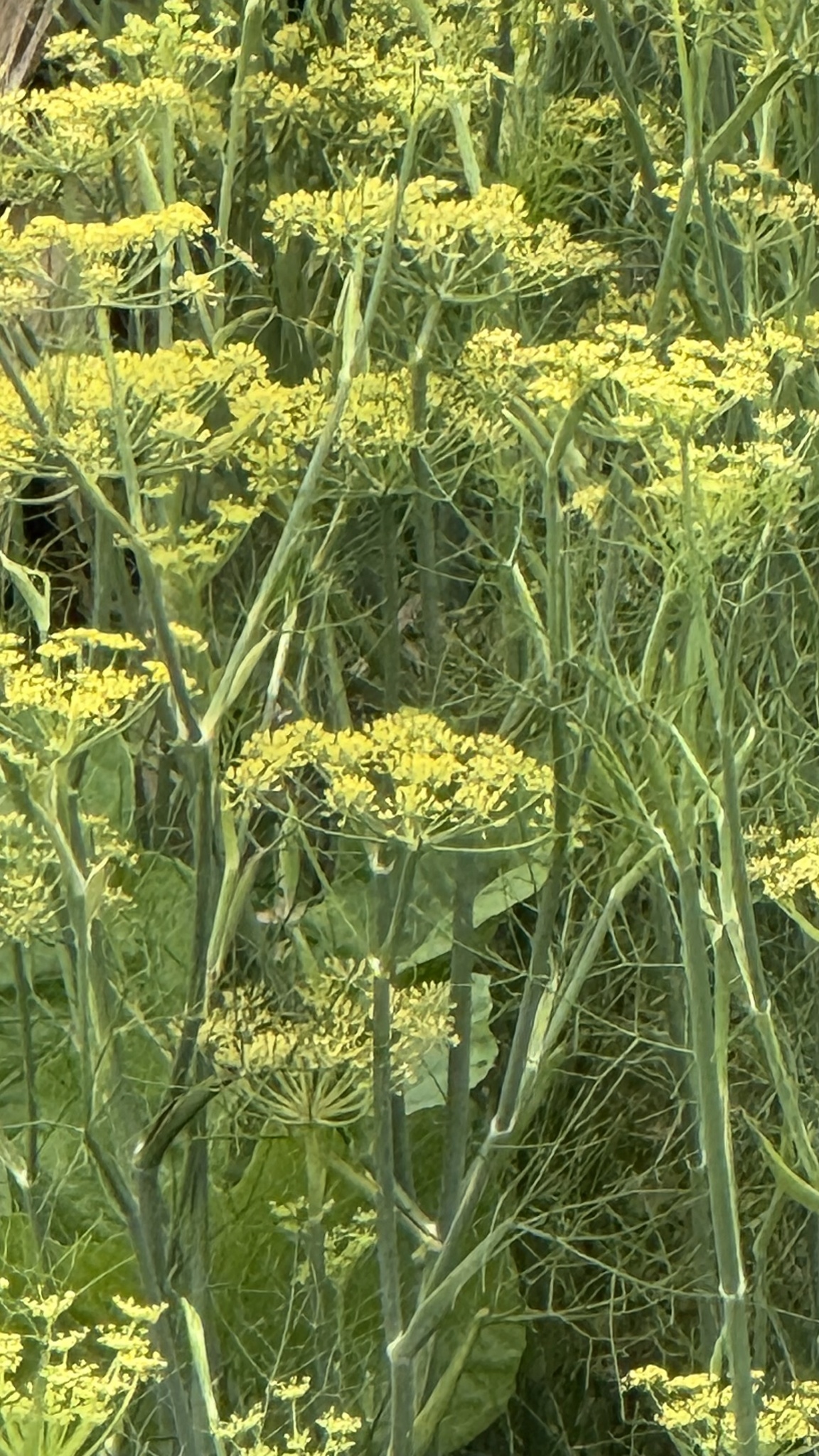 Foeniculum vulgare