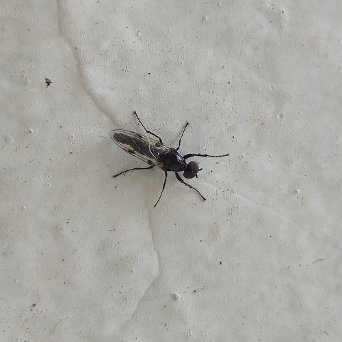 Unknown species found near S. Roan & W. Pine, Johnson City, TN 37604, USA