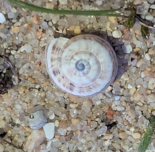 Theba pisana pisana