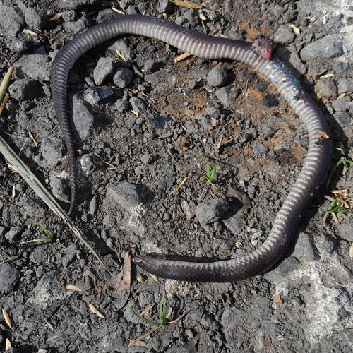 Ruthven's Earth Snake