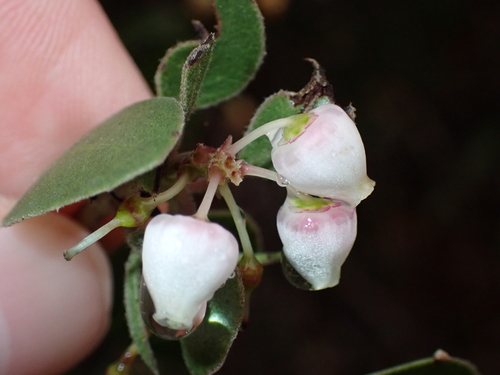 Nipomo Mesa manzanita (Arctostaphylos nipumu)
