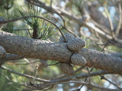 Pinus muricata