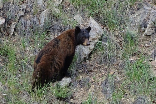 American Black Bear photographed in Arizona