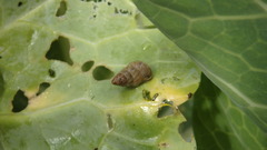 Cochlicella