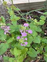 Stachys drummondii, photograph (c) Jane Weeden, some rights reserved (CC BY)