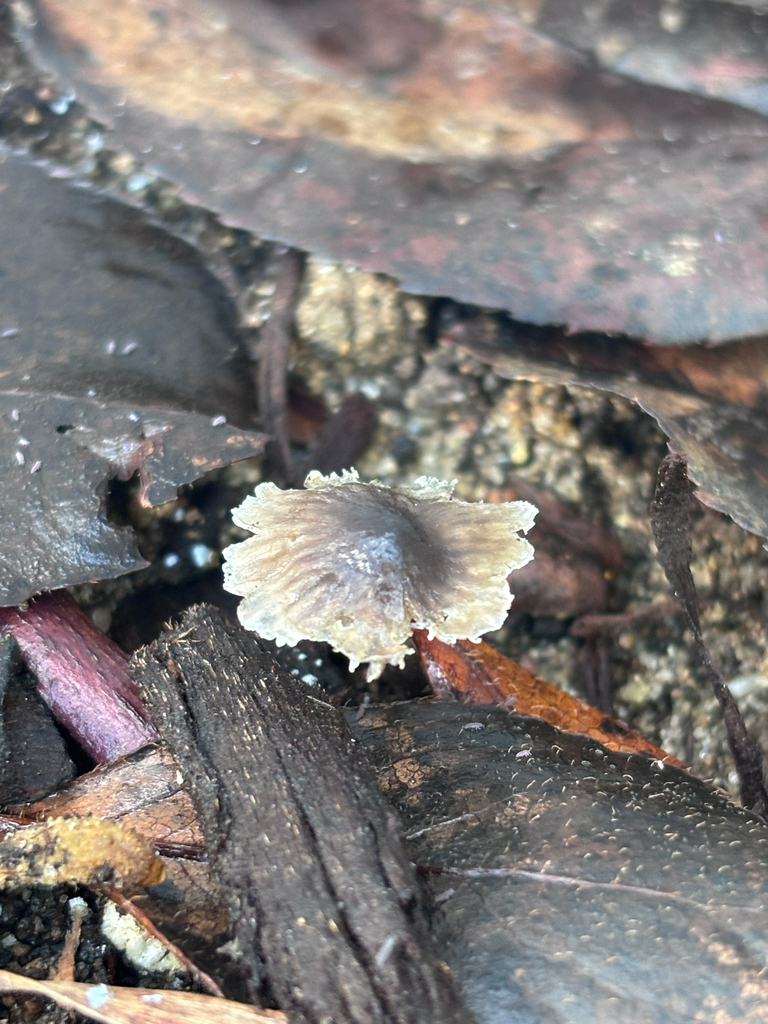 Mycena leptocephala