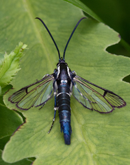Synanthedon pictipes