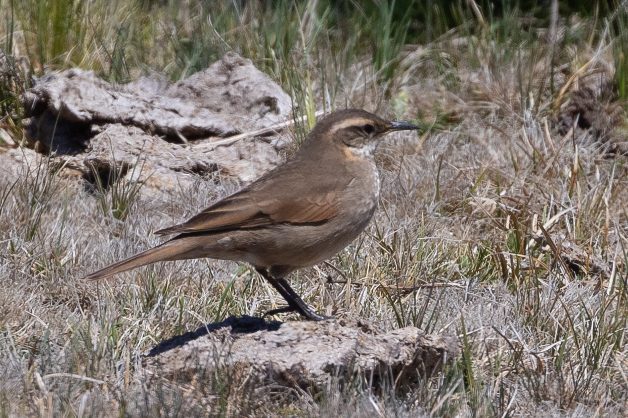 Cordoba Cinclodes (Cinclodes comechingonus), photo 6