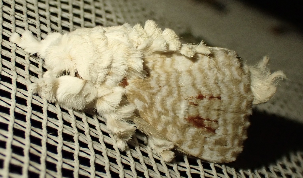 Tolytia sanguilenta