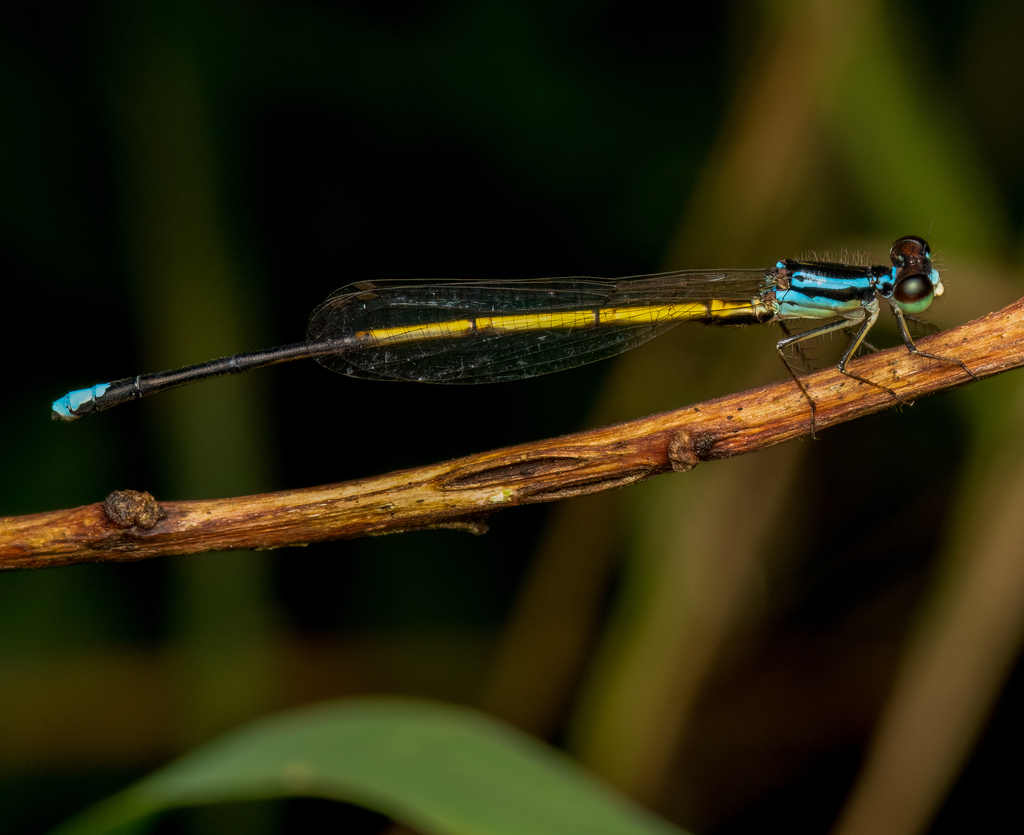 Minagrion ribeiroi