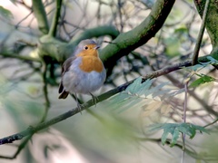 Erithacus rubecula