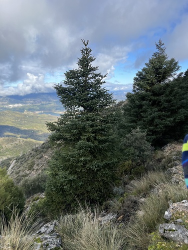 Avistamiento Pinsapo