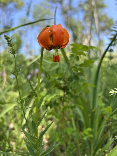 Carniolan lily (Lilium carniolicum)