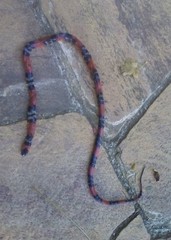 Oxyrhopus guibei