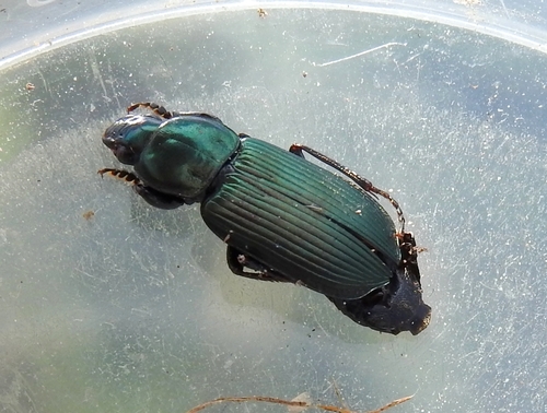 Anisodactylus virens