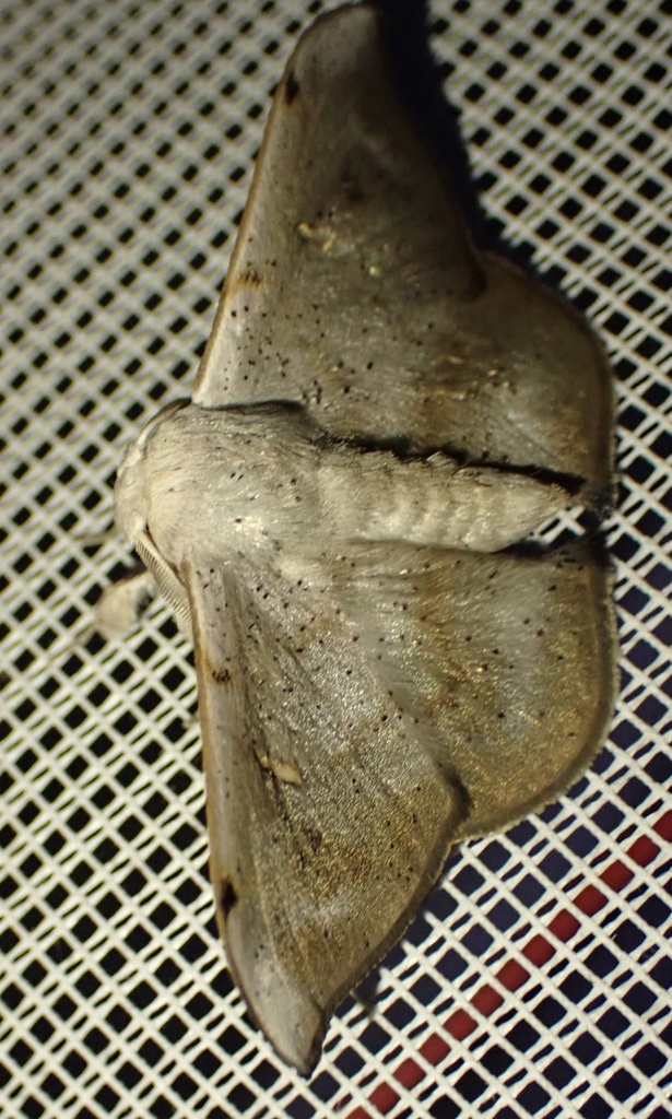 Eadmuna guianensis