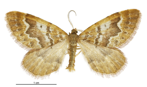 Asaphodes exoriens
