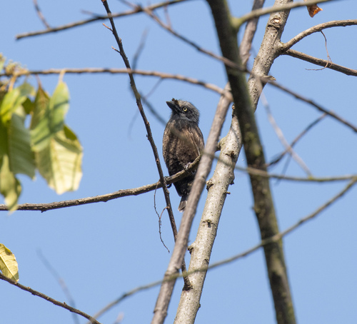 Grey-throated Barbet (Gymnobucco bonapartei), photo 9