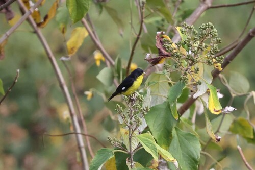 Colombian Black-backed Lesser Goldfinch