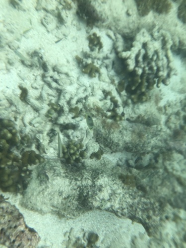 Chaetodon capistratus
