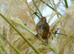 Poodytes punctatus punctatus